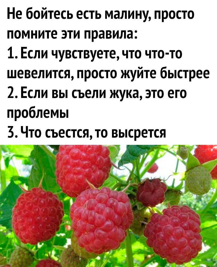 Анекдоты про малину