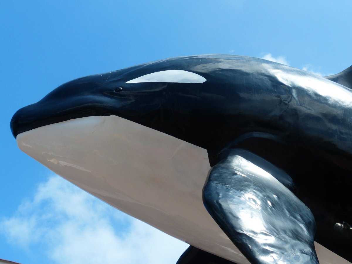 Orcinus Orca коса́тка Orca Killer Whale