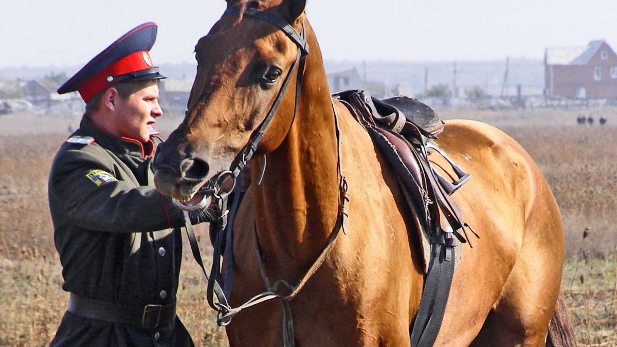 Донские казаки на лошадях