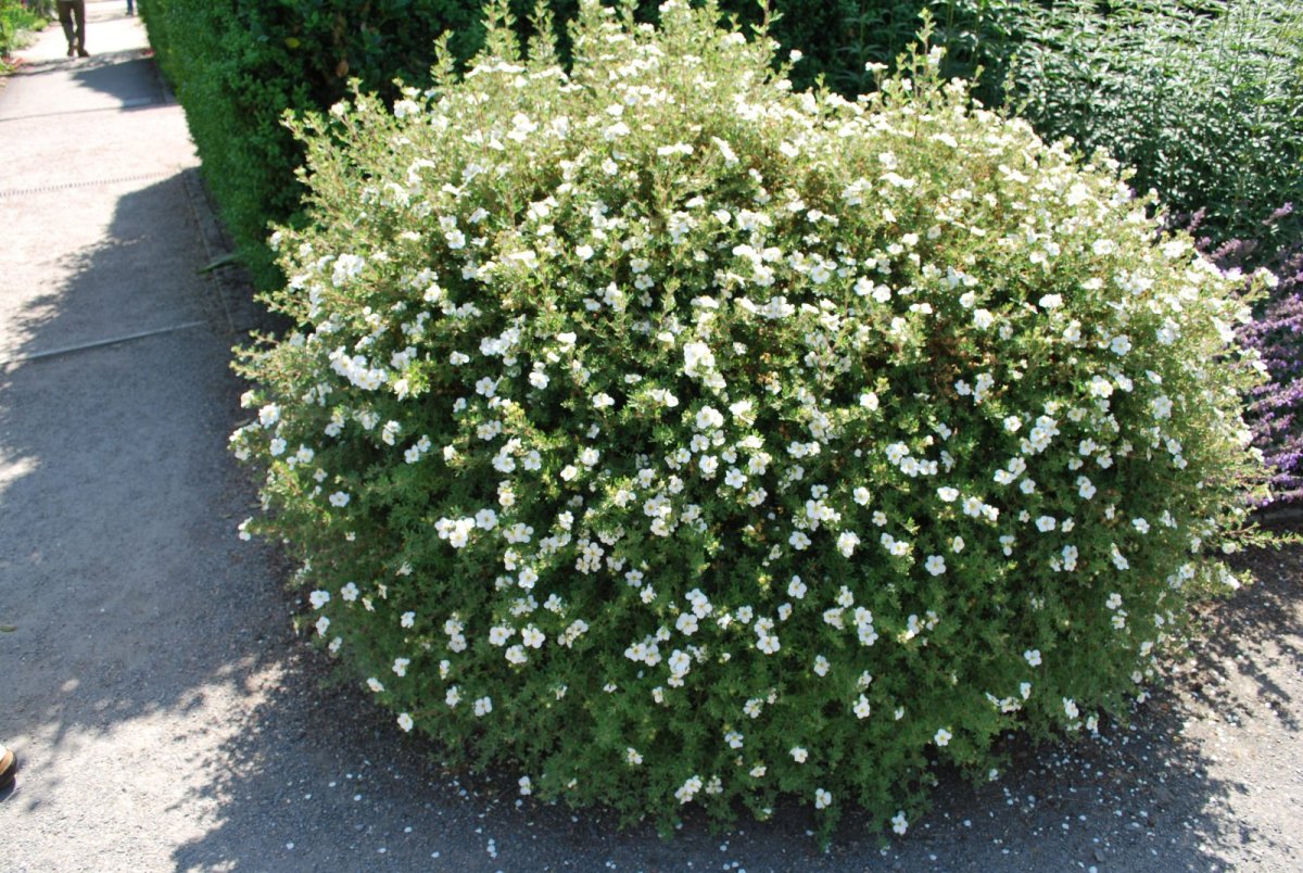 Лапчатка кустарниковая Abbotswood
