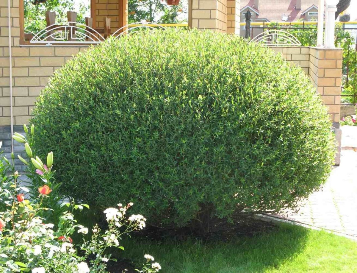 Ива пурпурная Salix purpurea