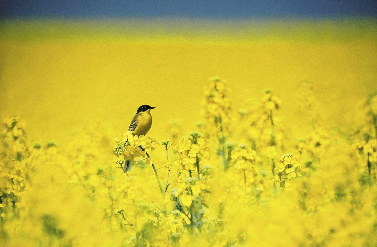 Пейзажи с желтым цветом