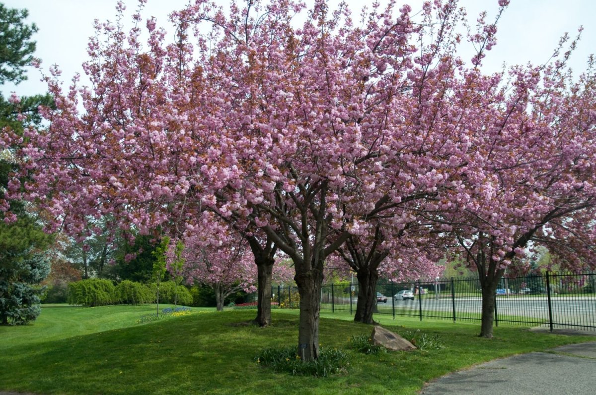 Вишня мелкопильчатая (Сакура) (Prunus serrulata)