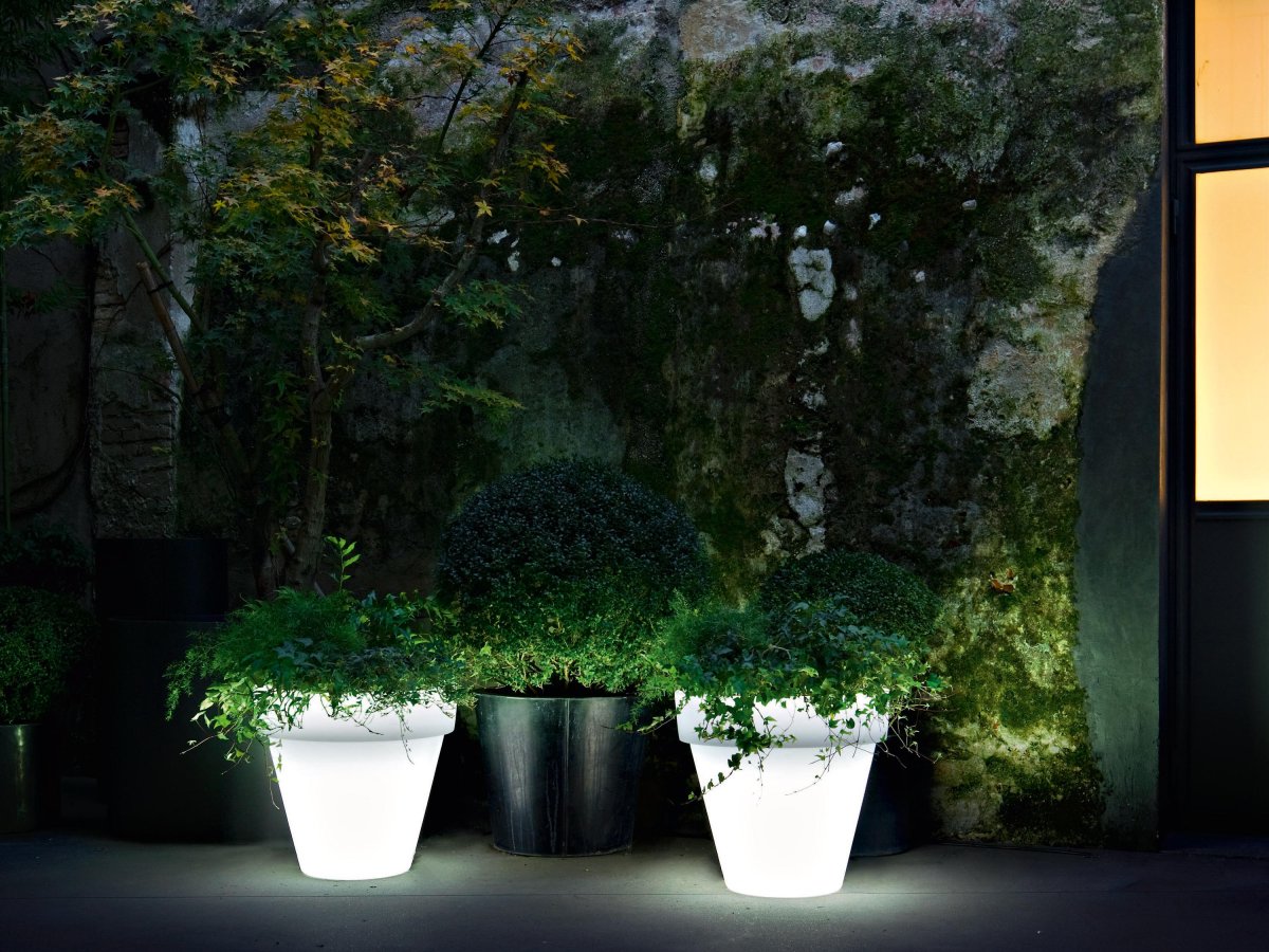 Night Plants Light