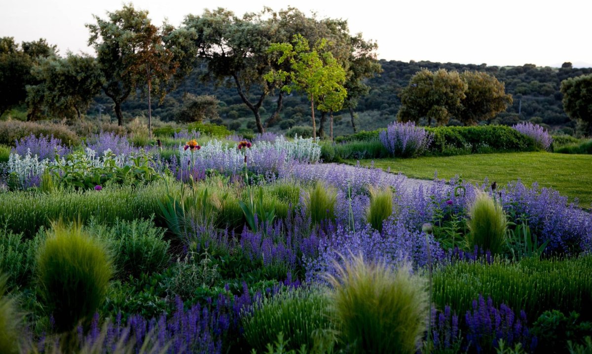 The fens Violet grasses-Cobalt
