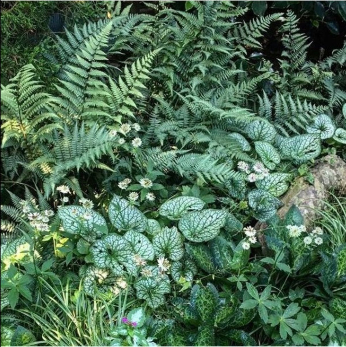 Кочедыжник Athyrium Ghost
