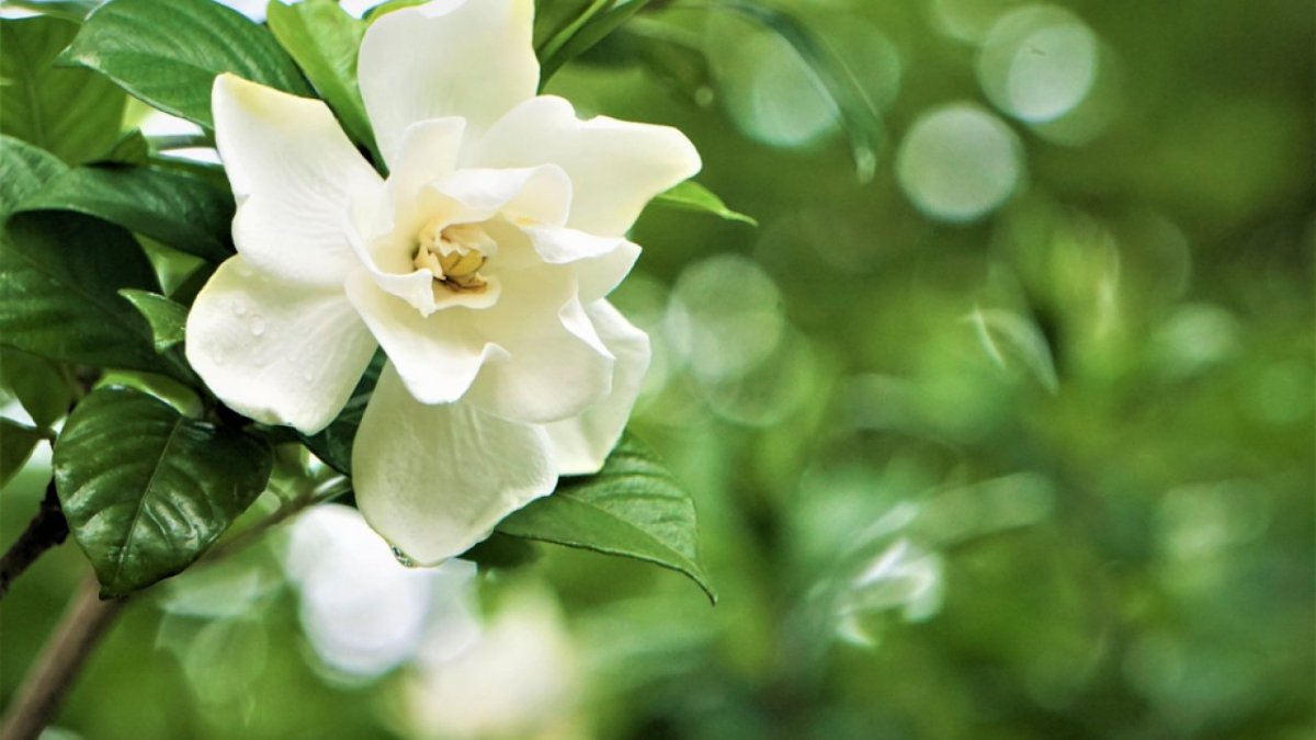 Gardenia jasminoides 15/9 -Гардения