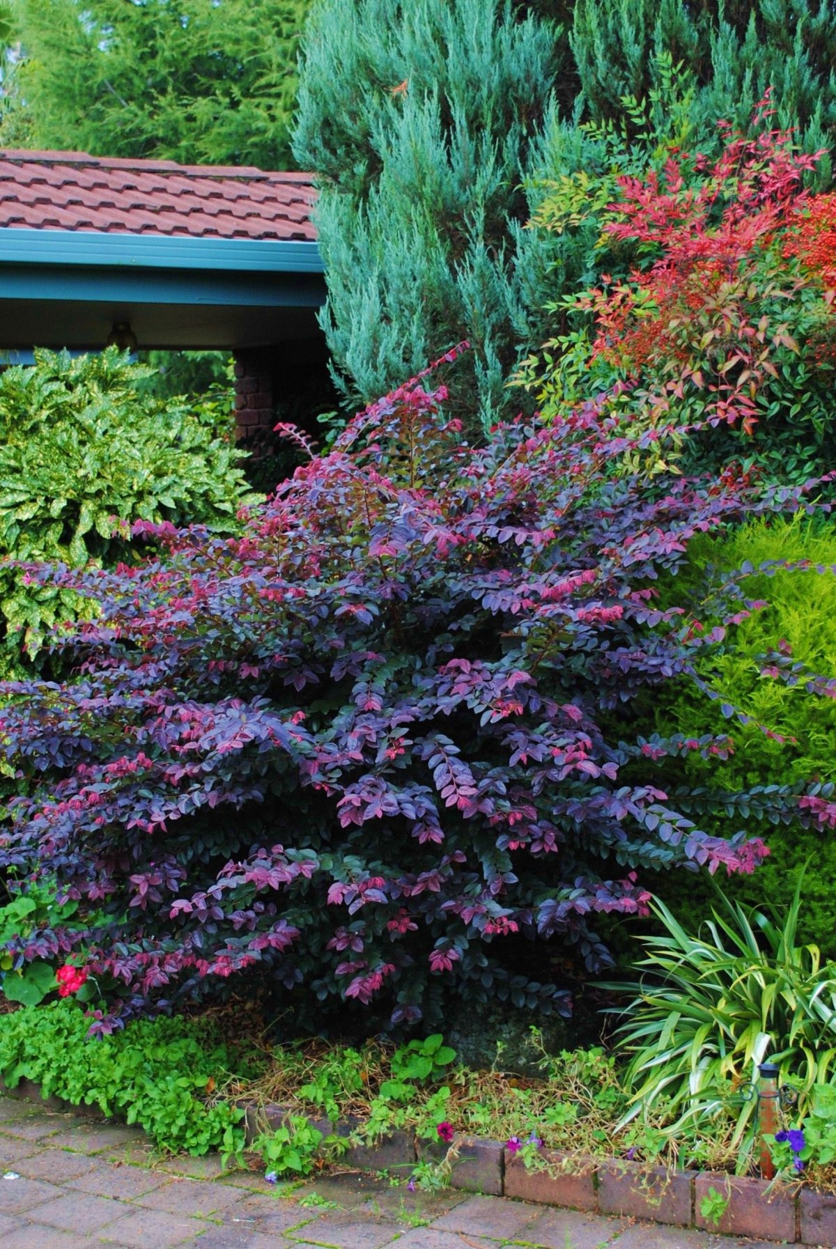 Лоропеталум китайский (сорт 'Plum gorgeous