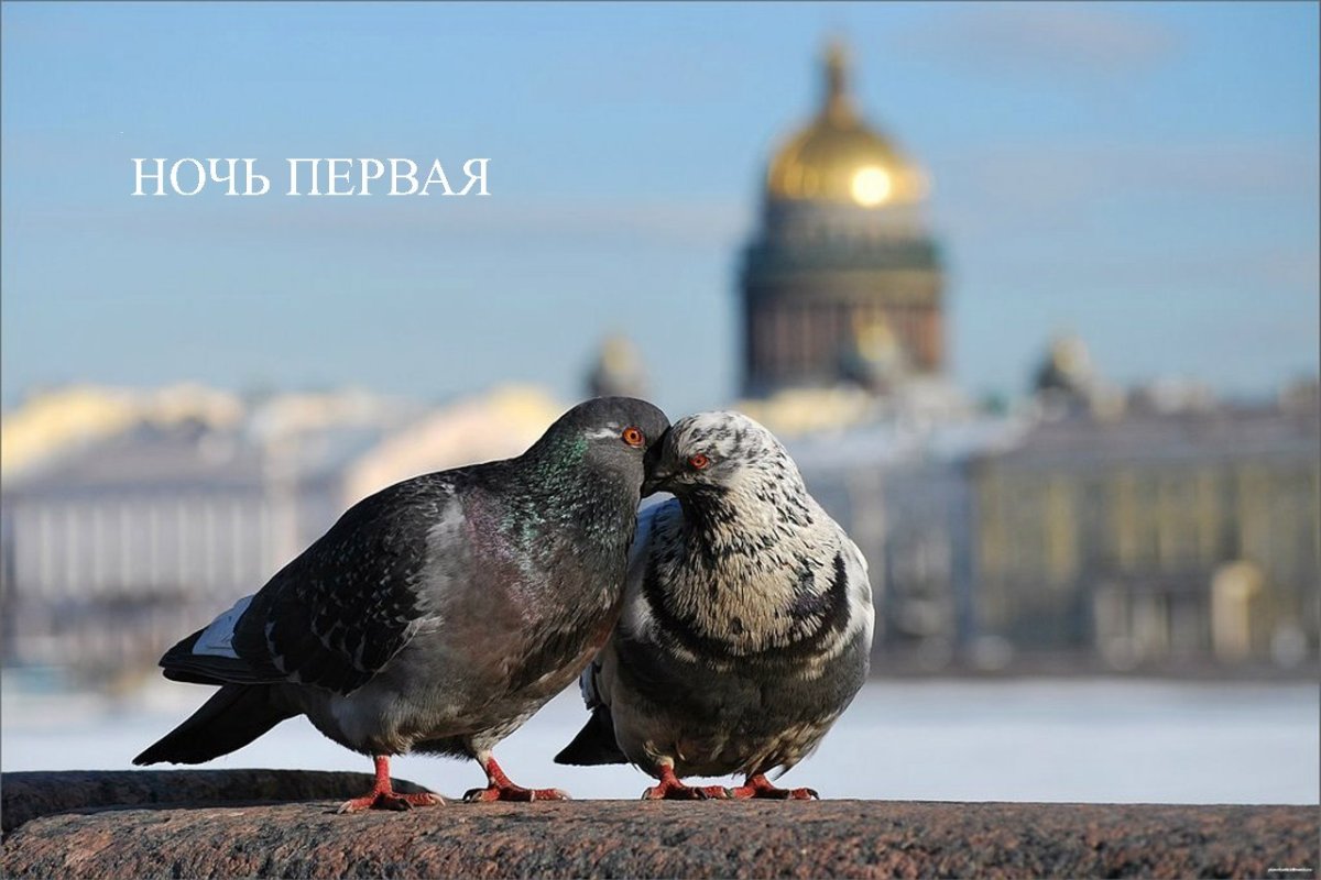 Голуби в Петербурге