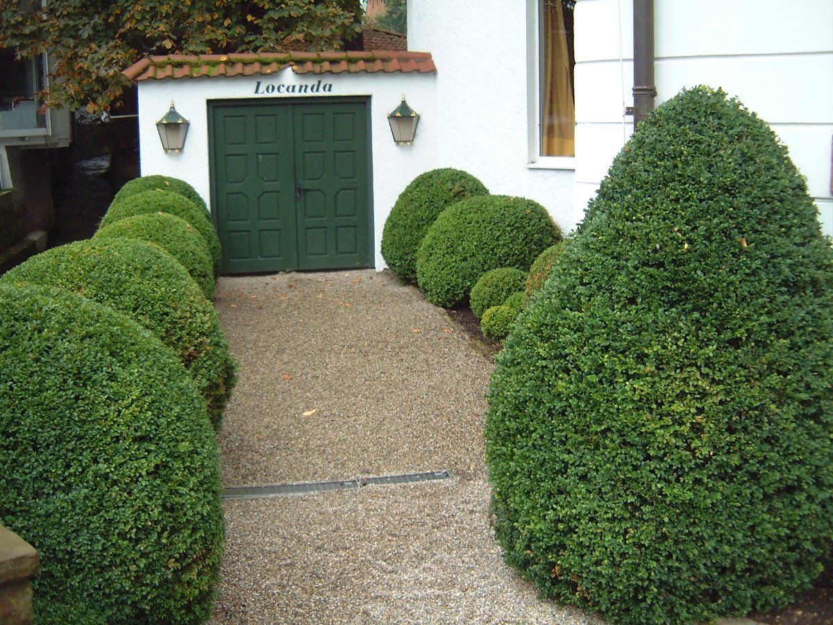 Самшит вечнозеленый Buxus sempervirens