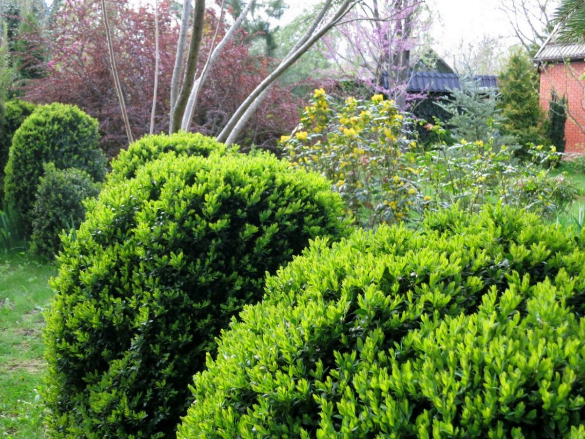 Buxus sempervirens изгородь