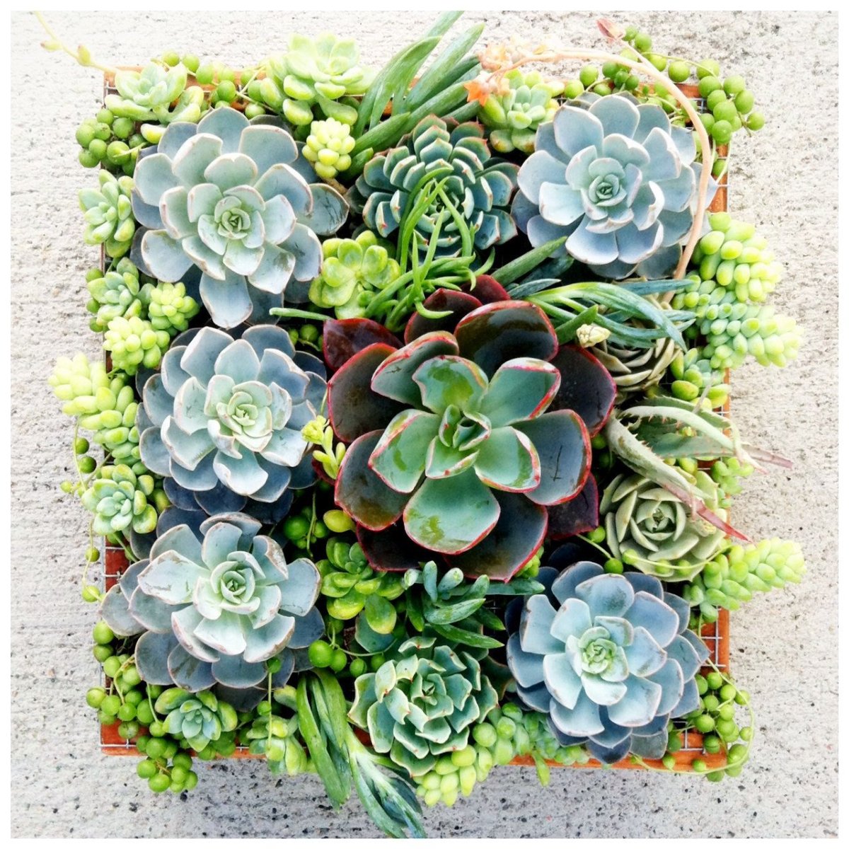 Art-succulent суккулентная ферма Art succulent