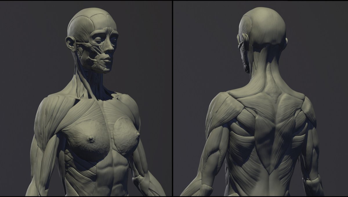 Анатомия мышцы Zbrush