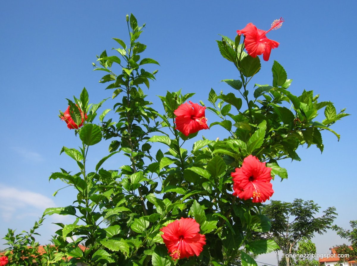 Гибискус роза sinensis