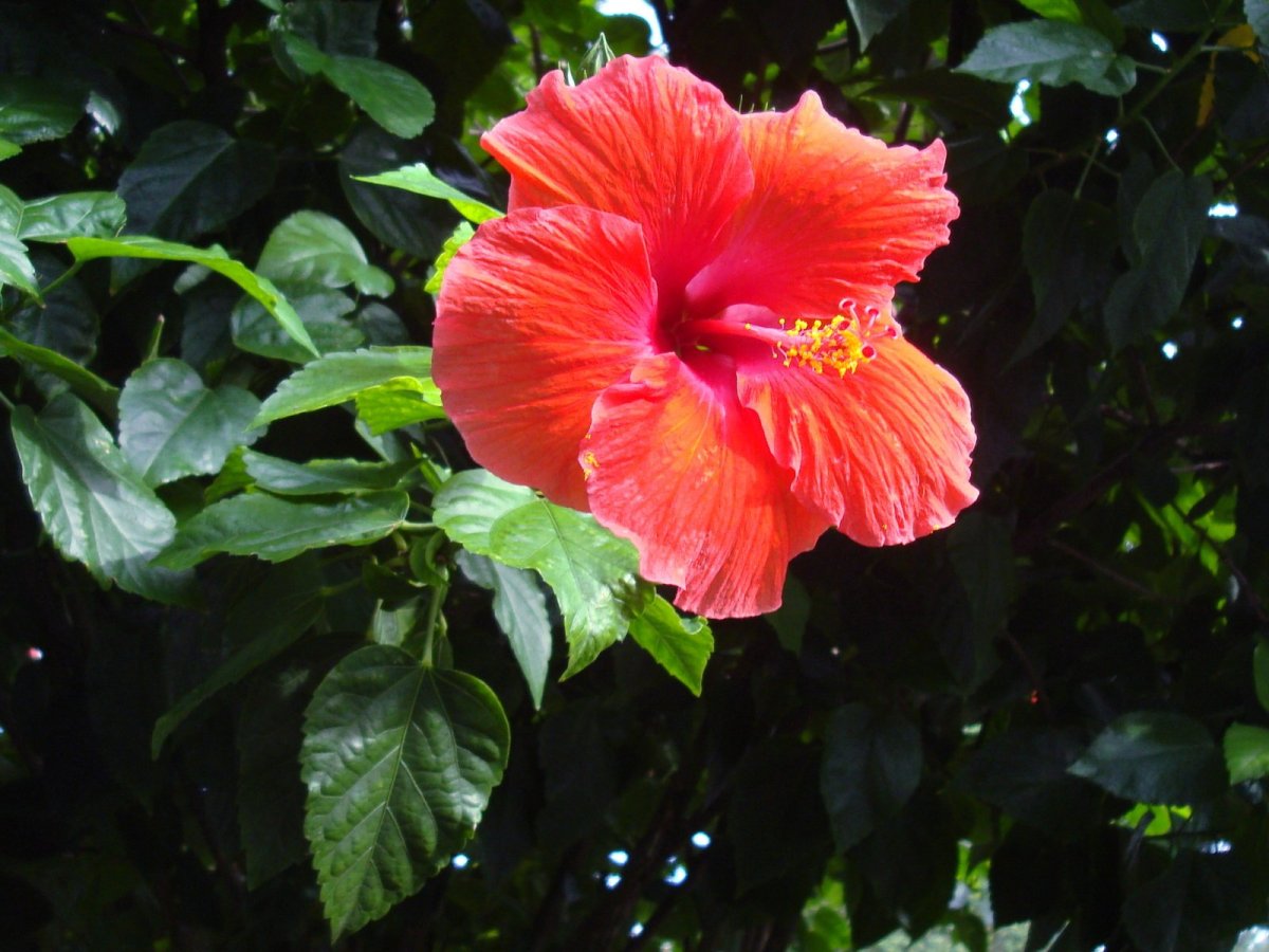 Гибискус китайский Hibiscus Rosa-sinensis