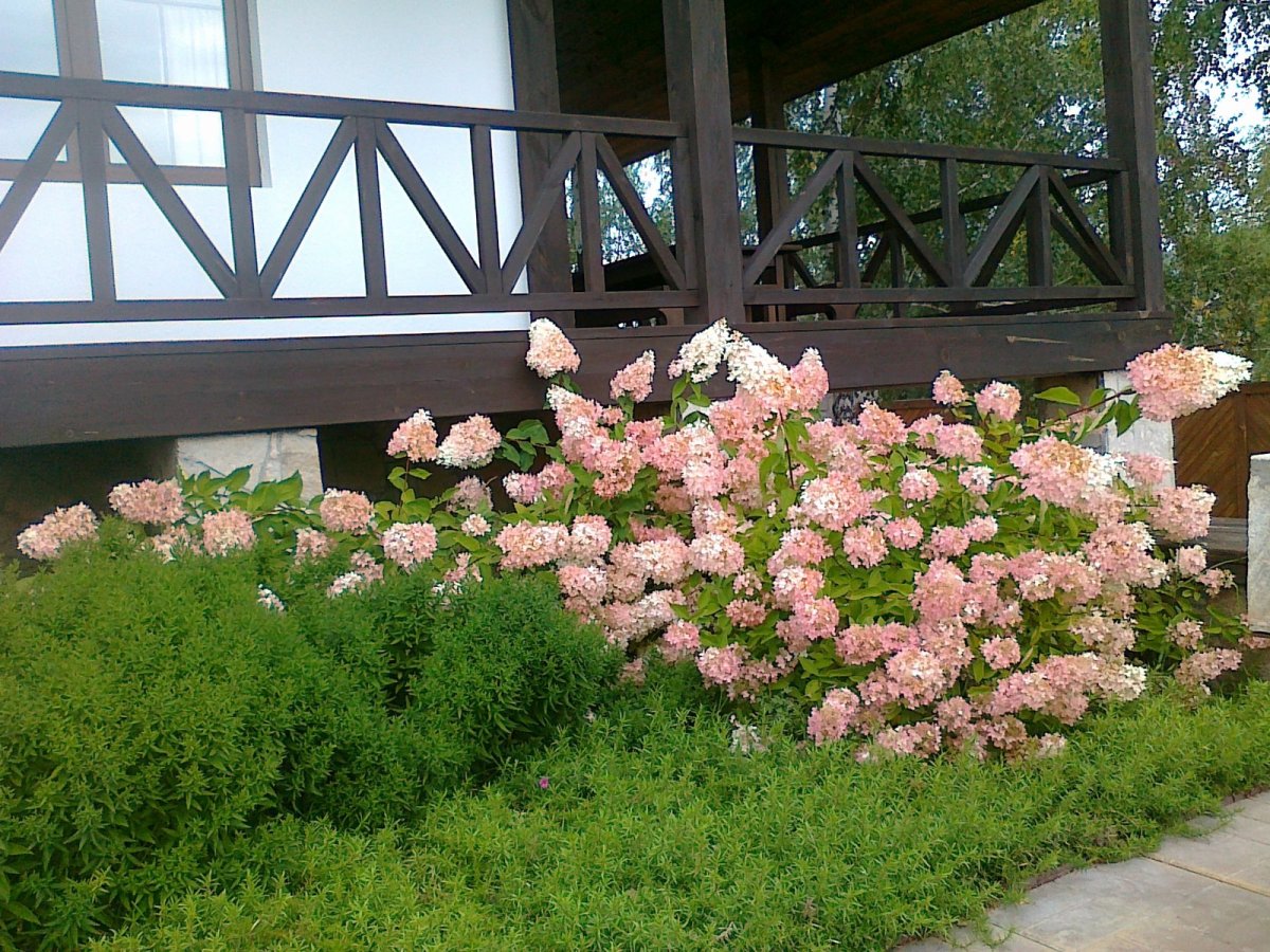 Гортензия метельчатая 'grandiflora'(изгородь)