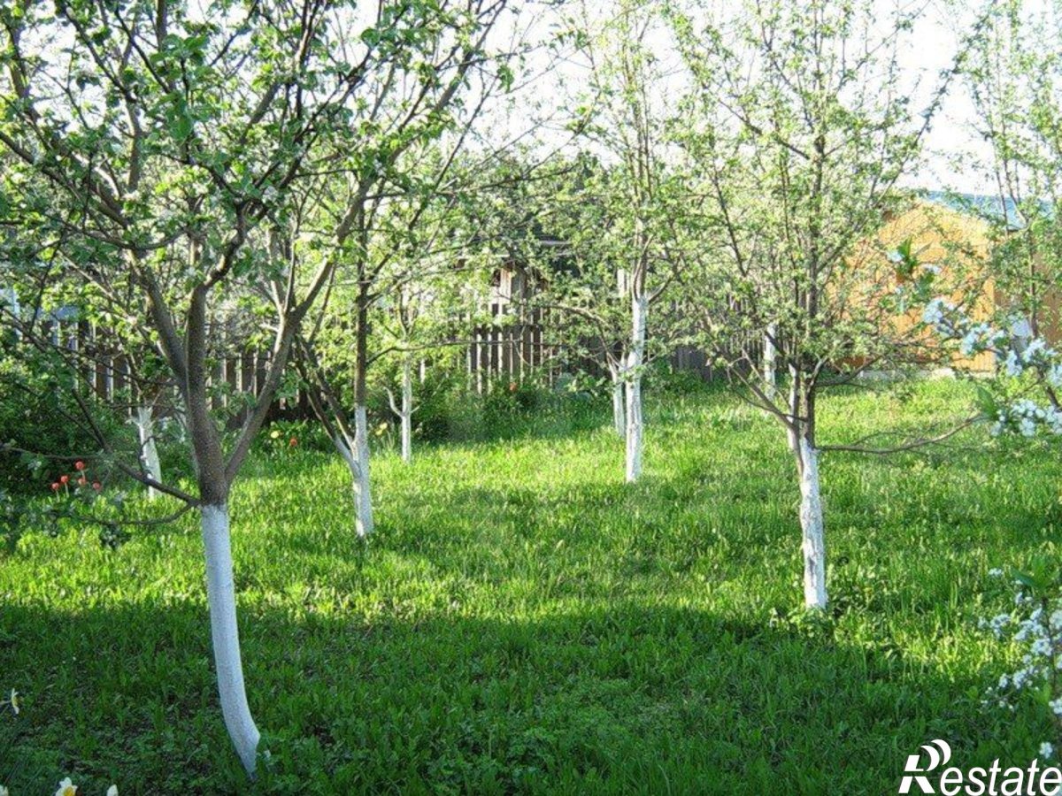 Сад плодовых деревьев на участке