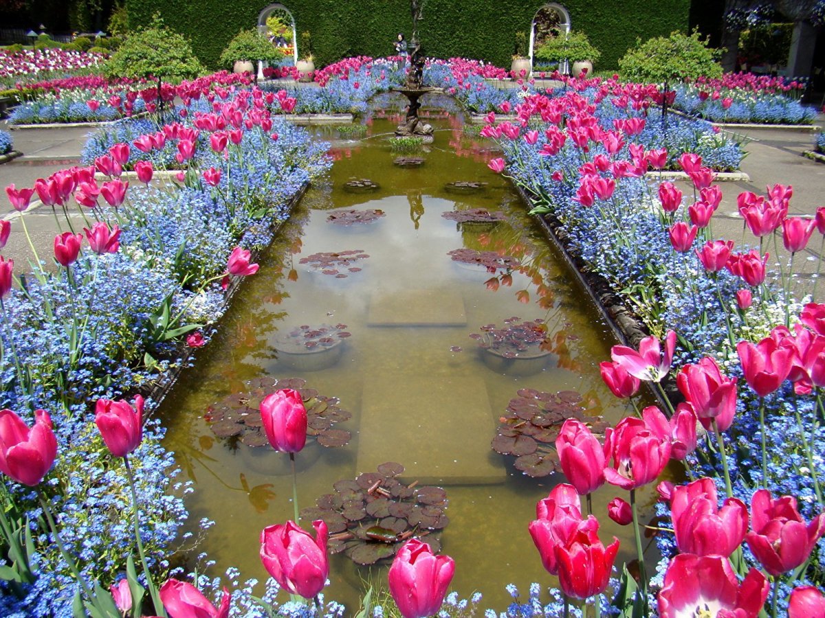 Butchart Gardens, Канада розарий