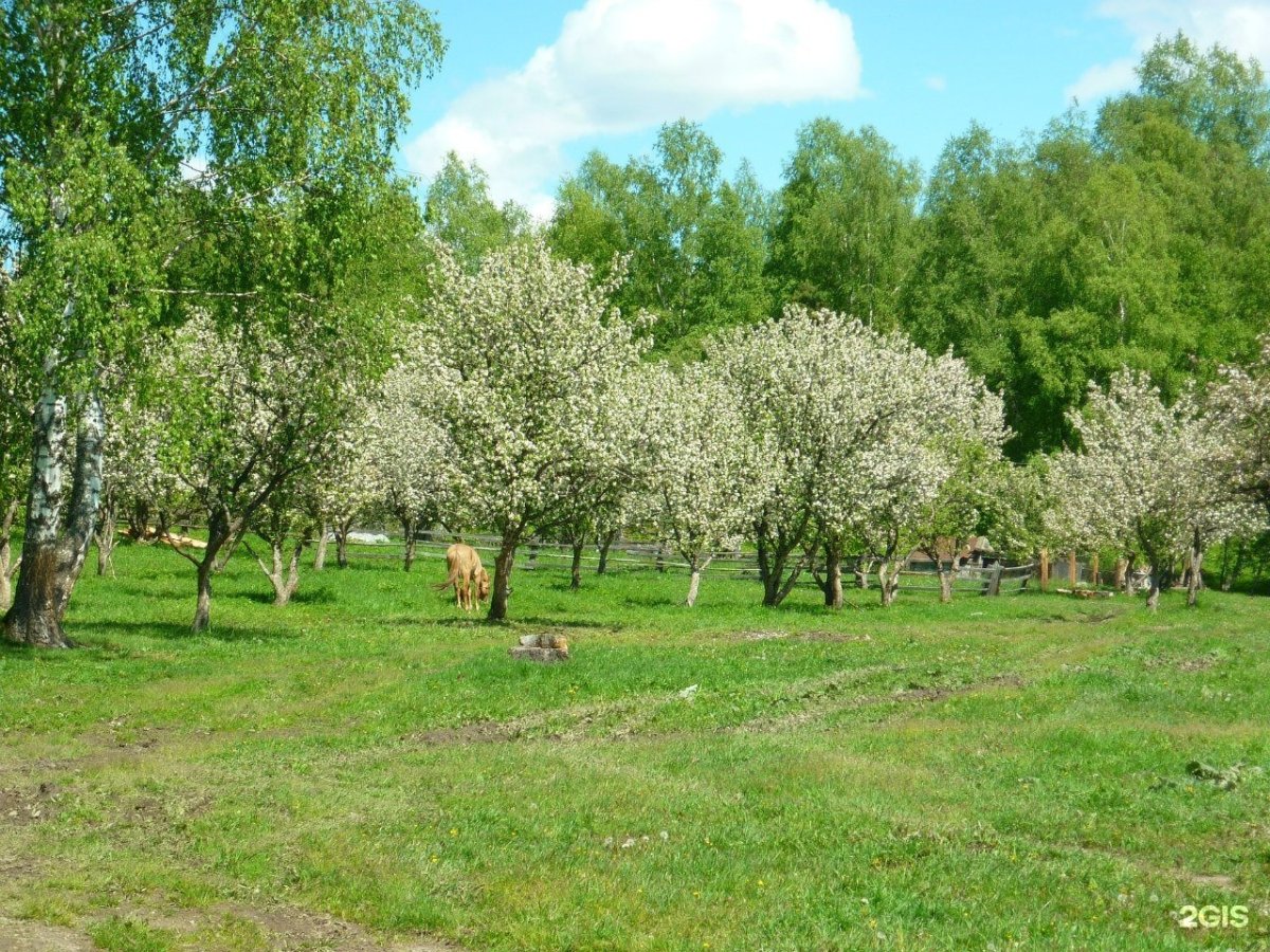 Яблоневые сады село Яйлю
