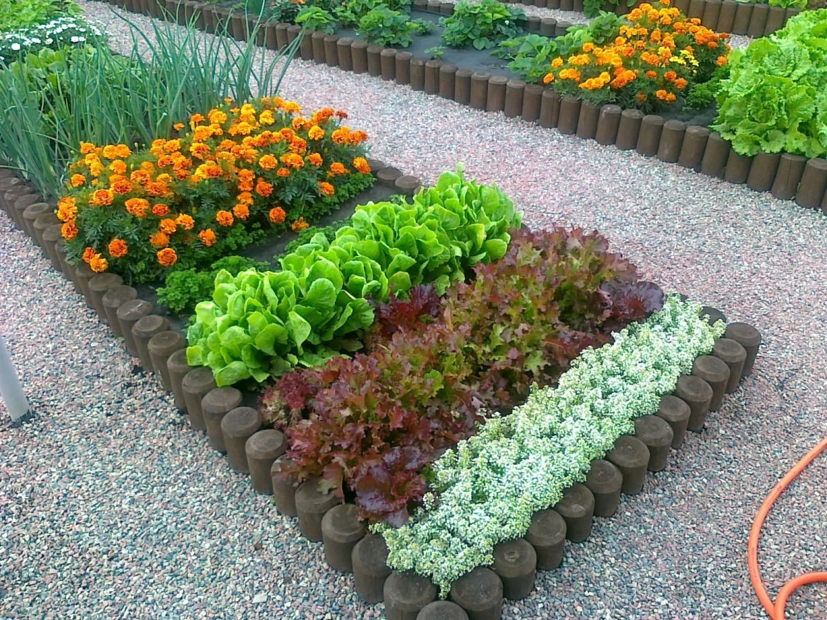Бархатцы на грядке