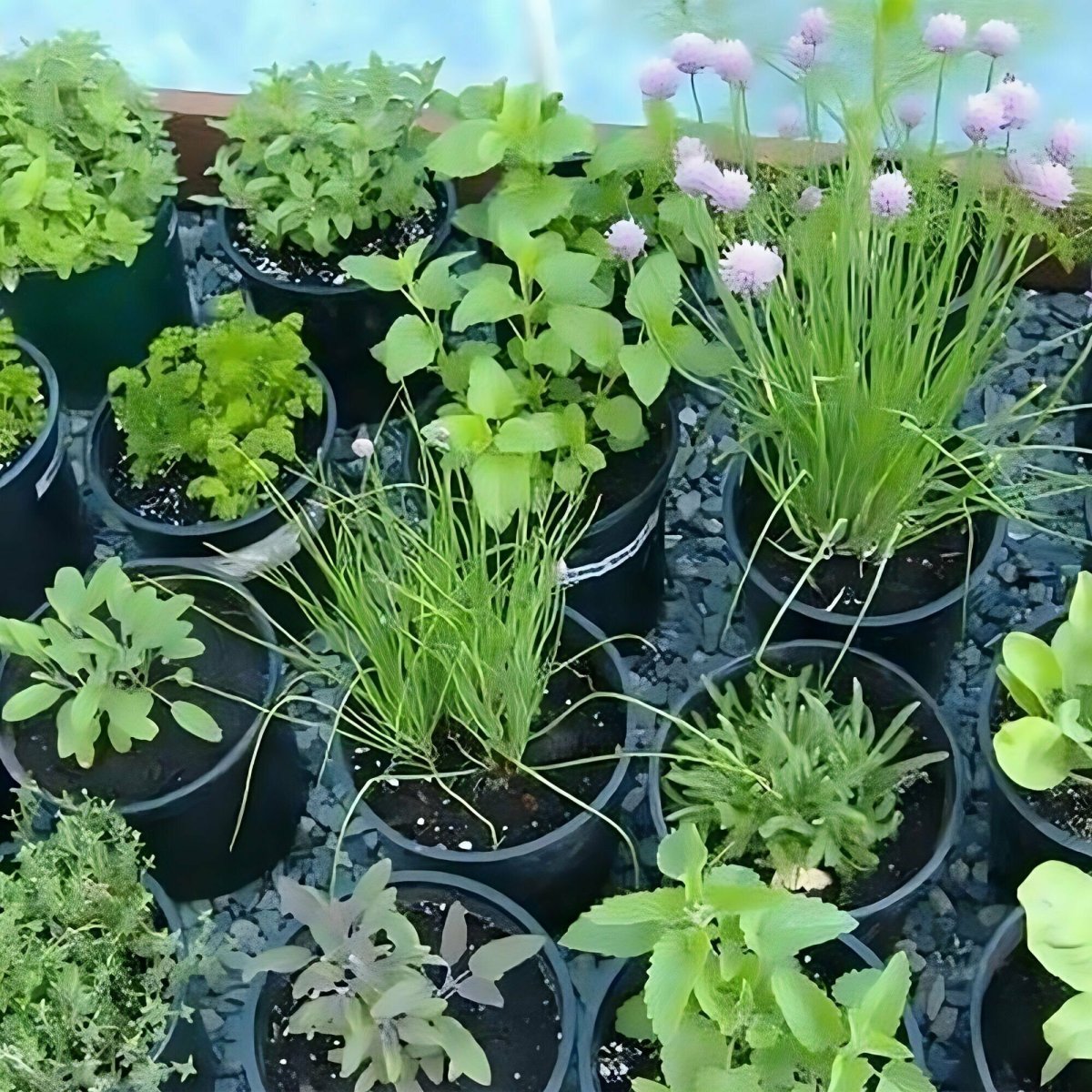 Рассада зелени