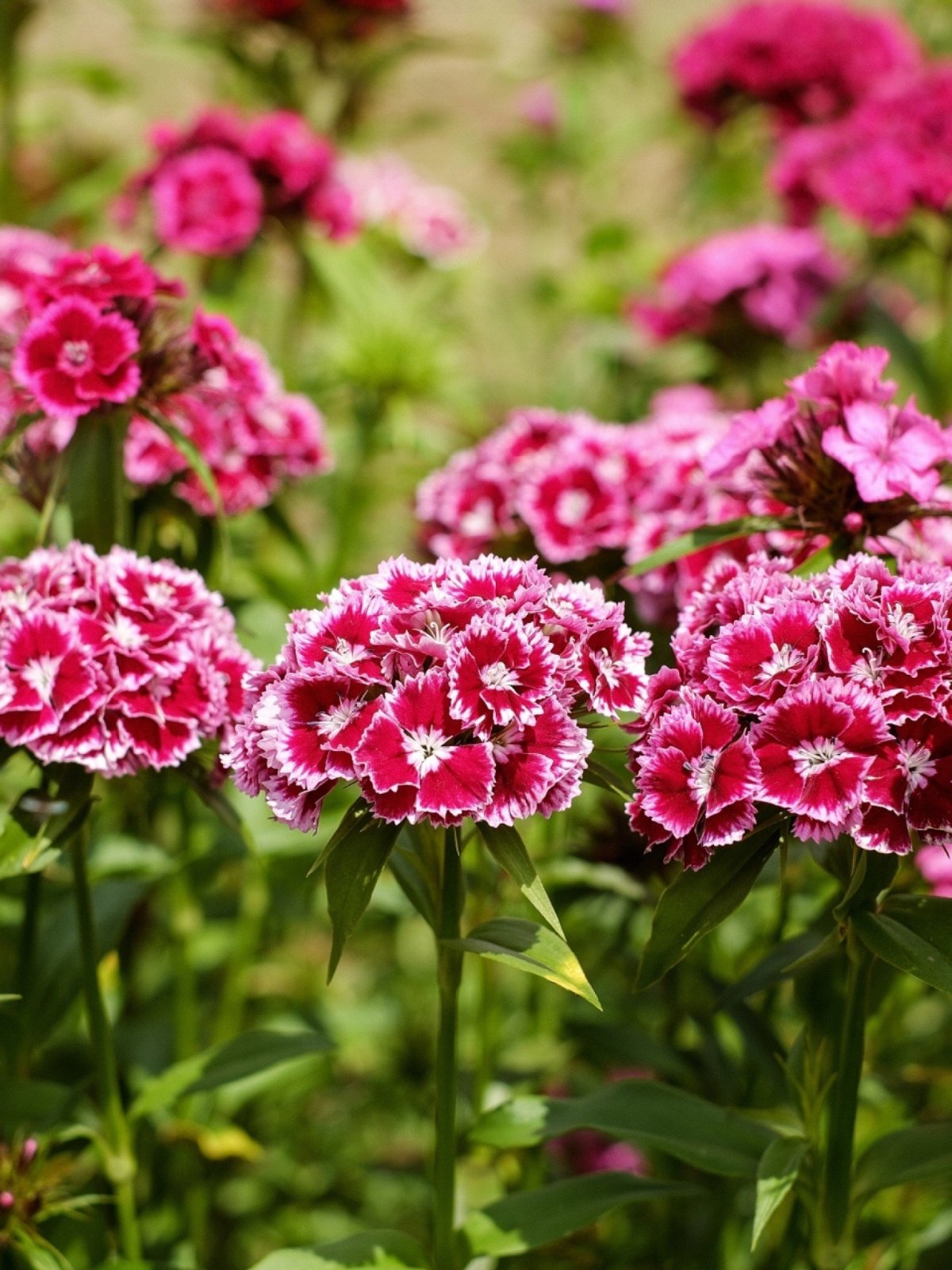 Гвоздика Садовая (Dianthus caryophyllus) "Floristan"