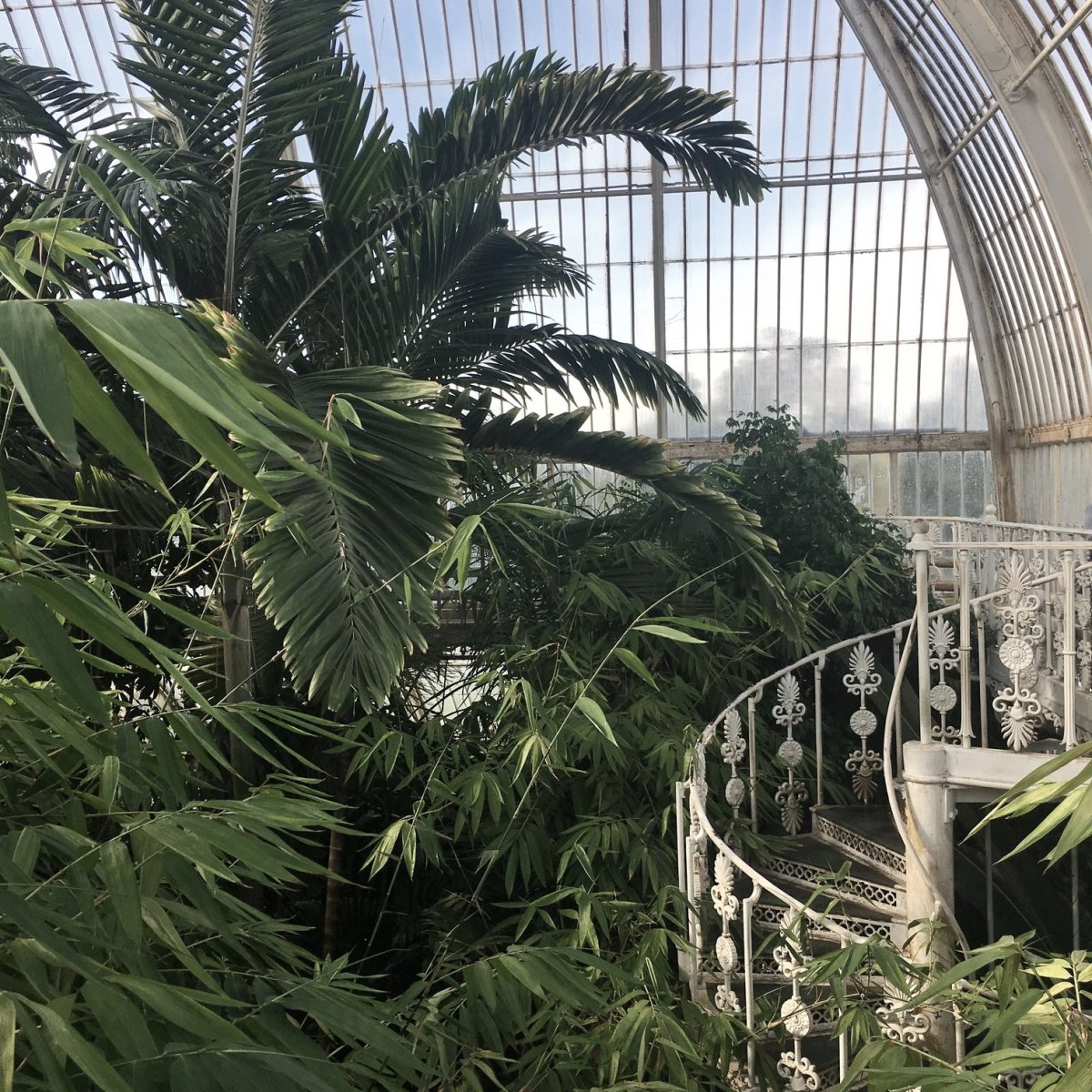 The Palm House Kew