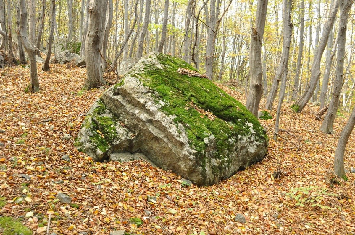 Валун в лесу