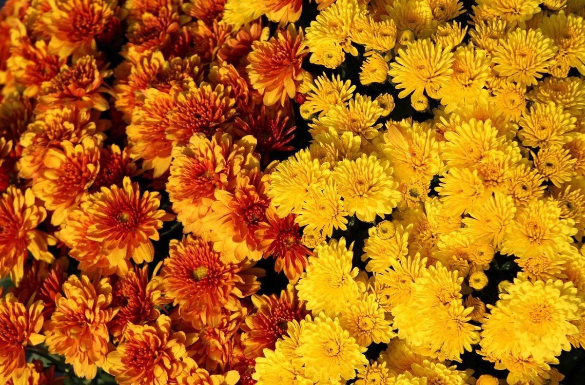 Хризантема Wonder Yellow