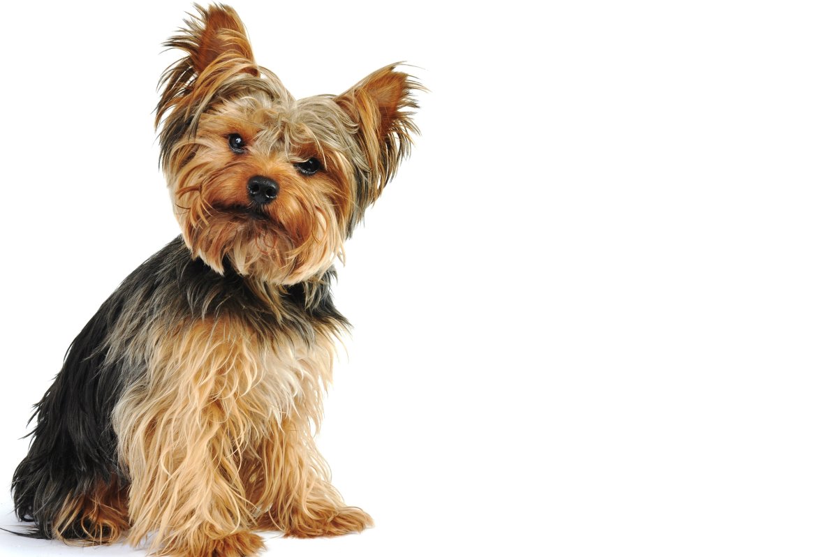 Роял Yorkshire Terrier (Йоркширский терьер) пауч