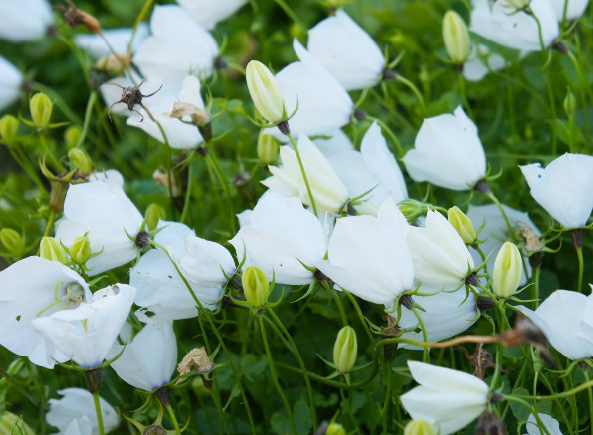 Колокольчик Карпатский Pearl White