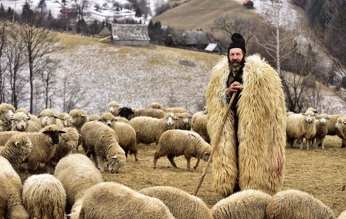 Чабан пастух овец