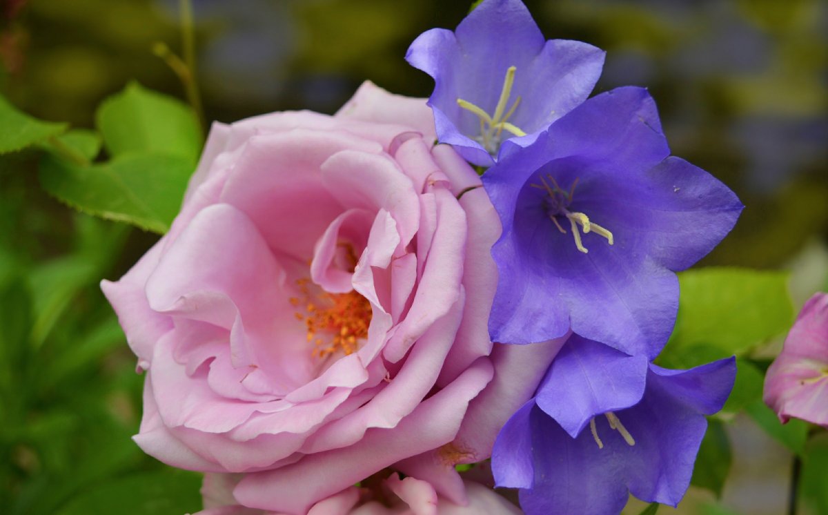 Роза Rosa Bluebell