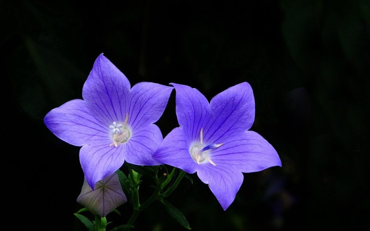 Кампанула синяя