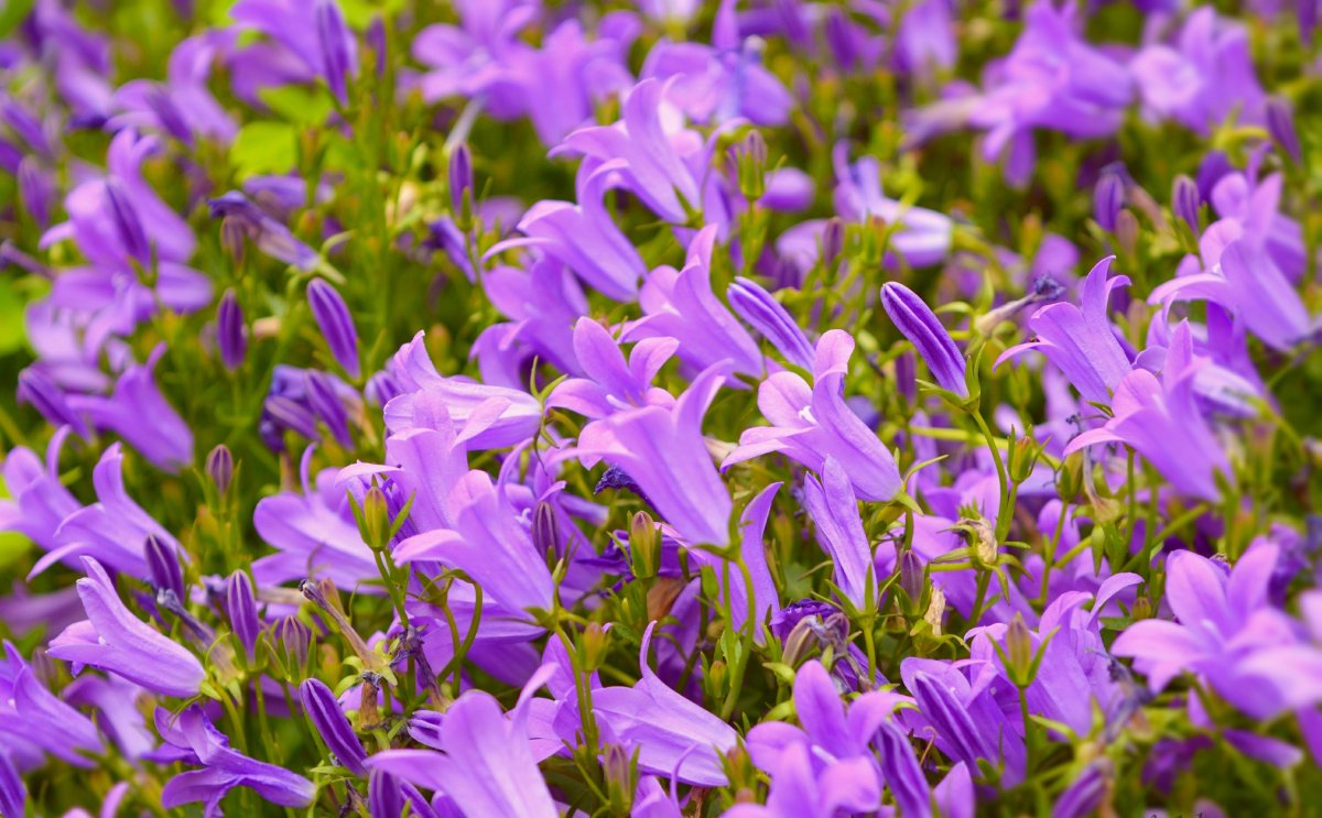 Колокольчик Кампанула Lilac