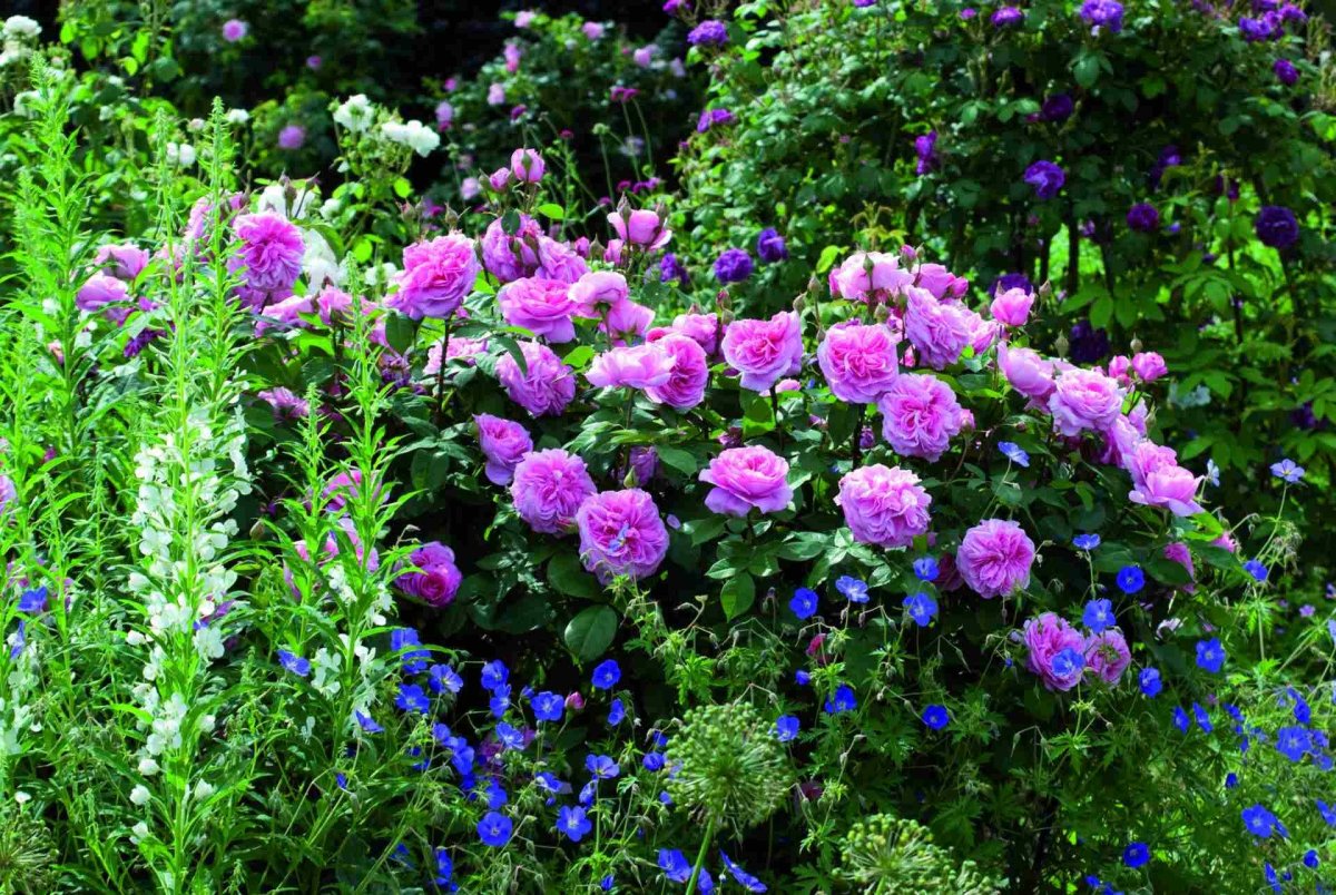 Роза Остин Gertrude Jekyll