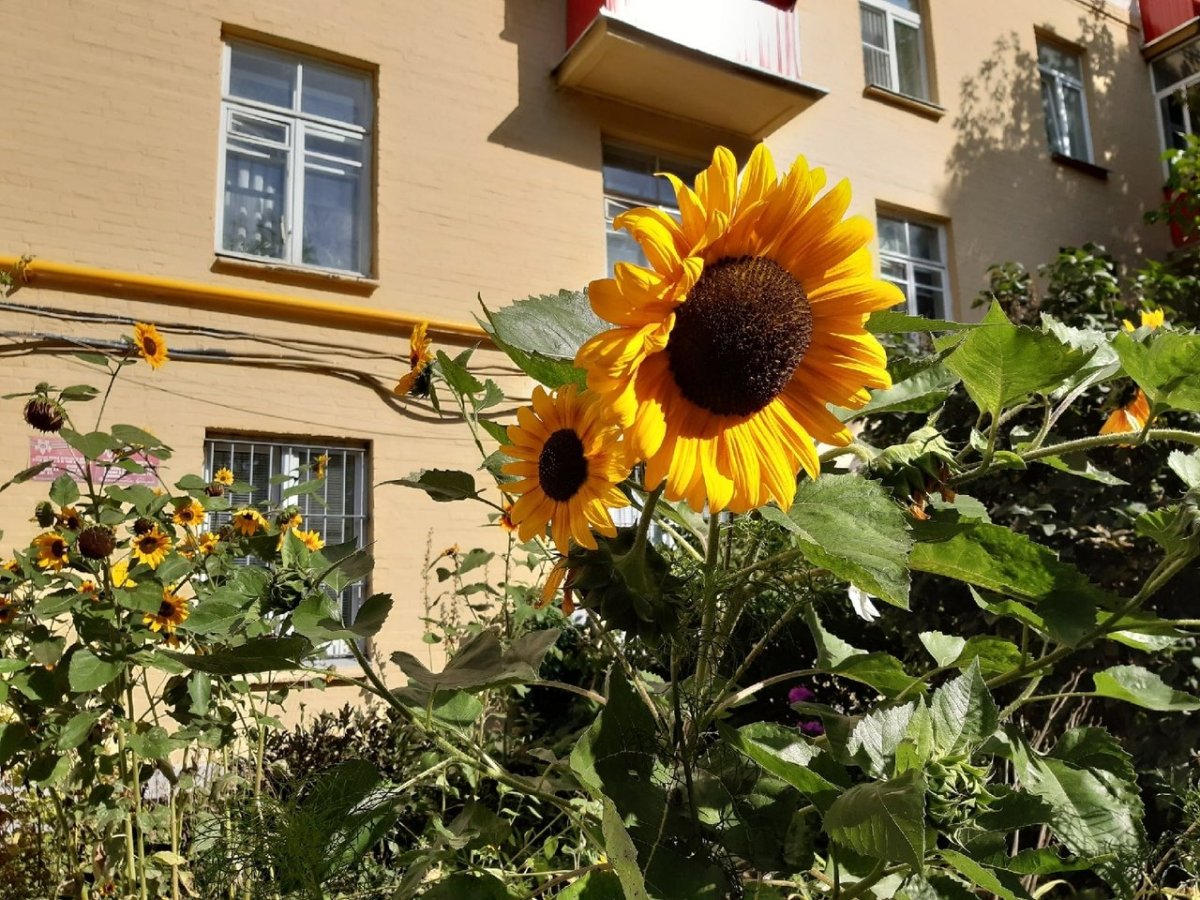 Подсолнухи на даче