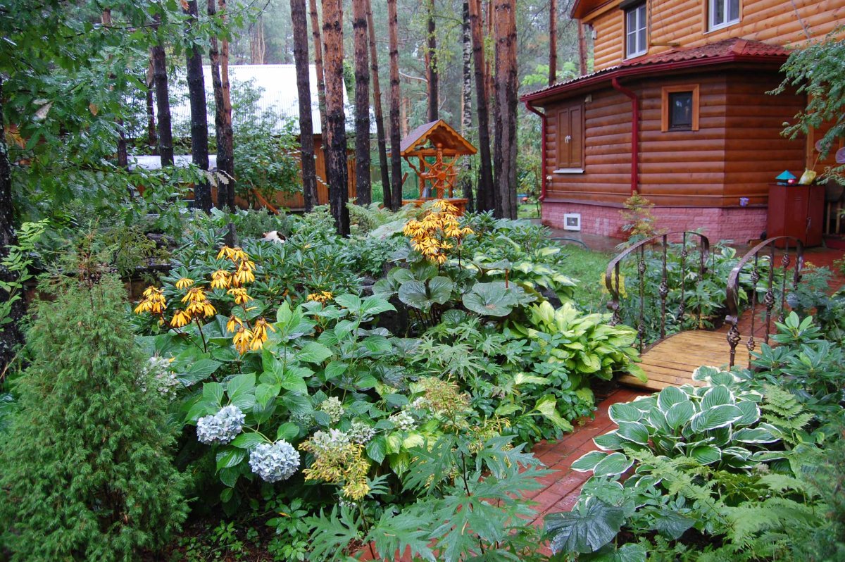 Северные растения в сад