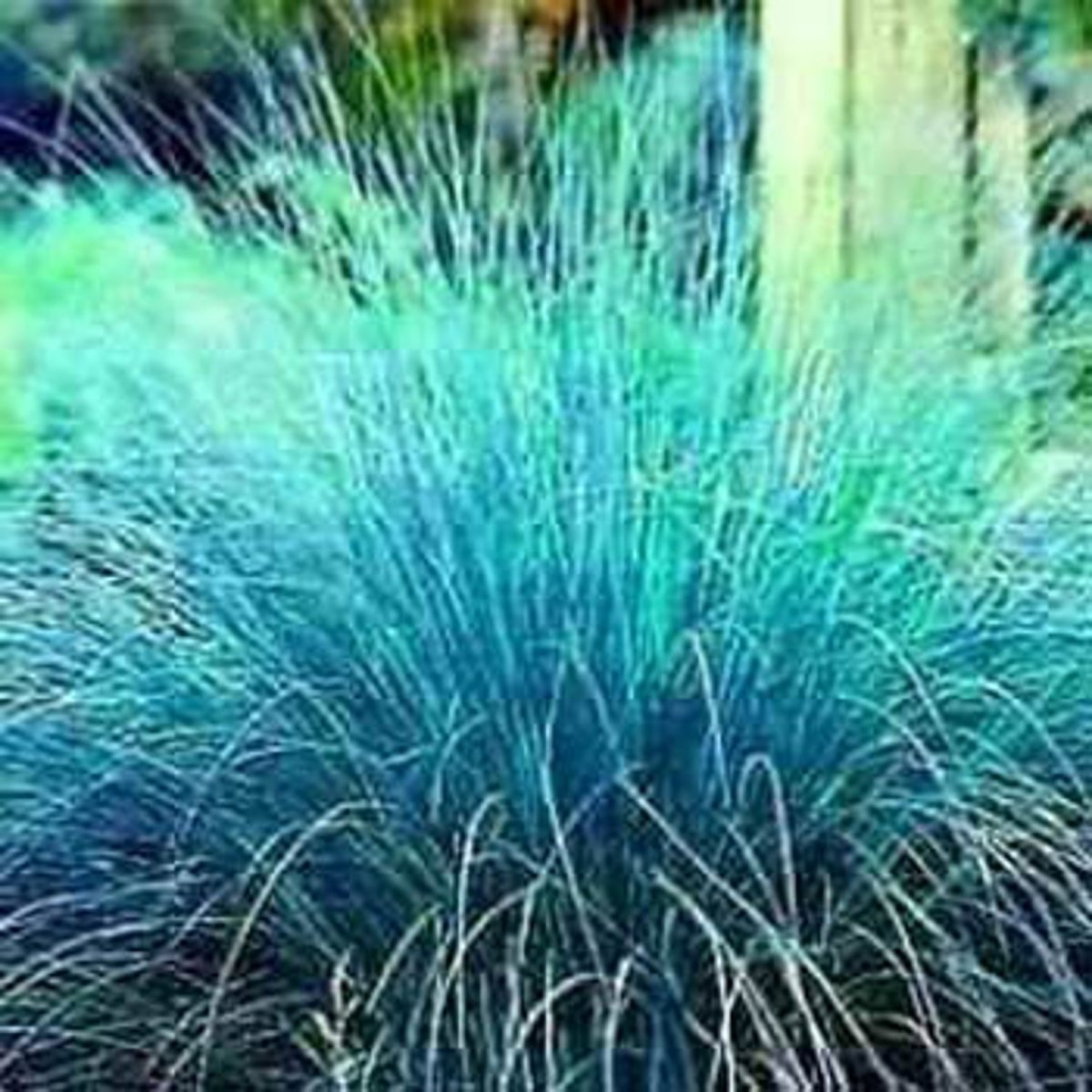 Eragrostis elliottii