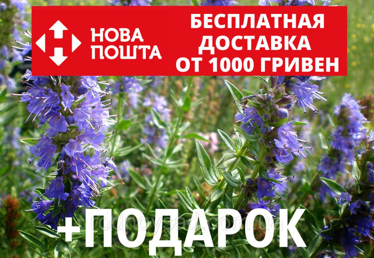 Синий зверобой 5 букв