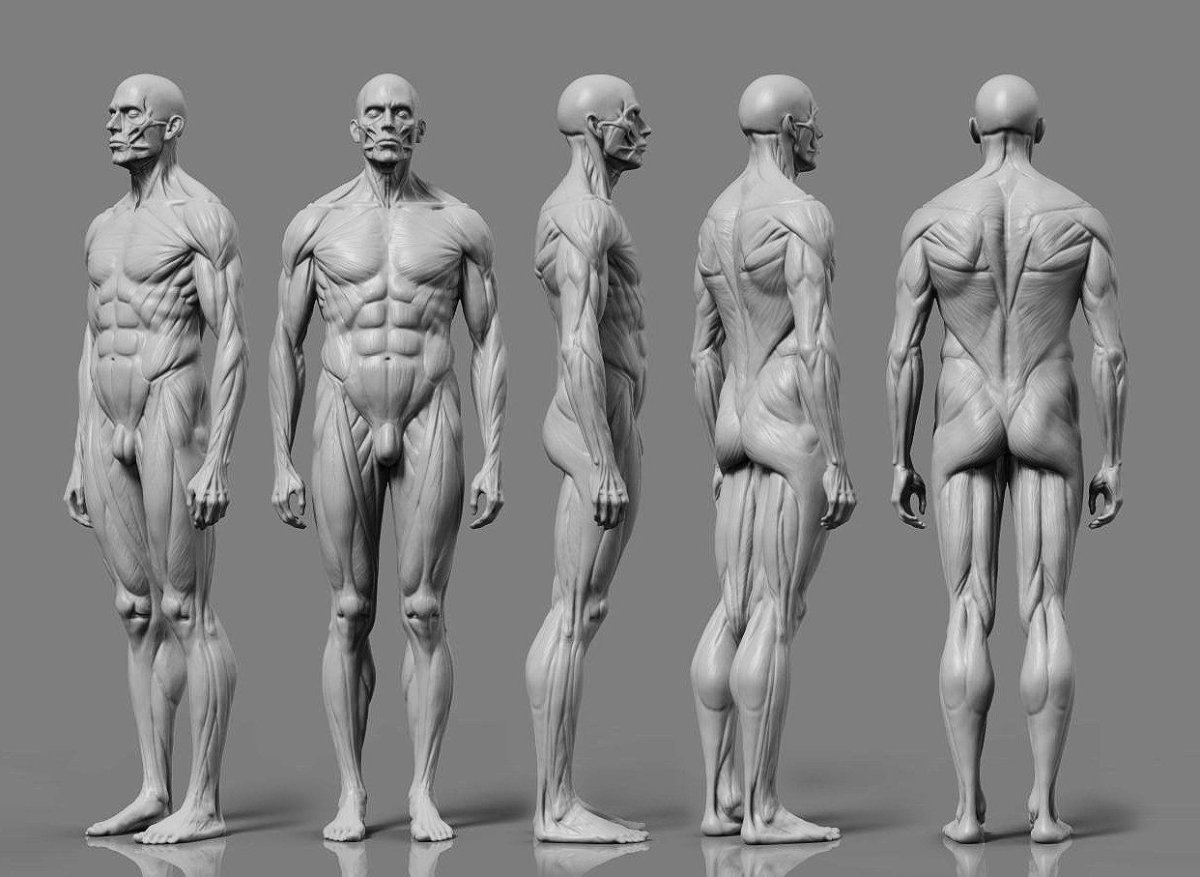 Экорше для Zbrush
