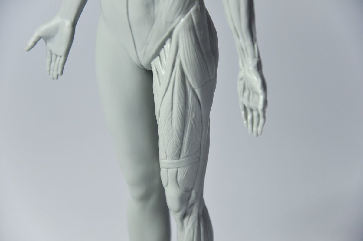 Экорше Гудона фигура 3d