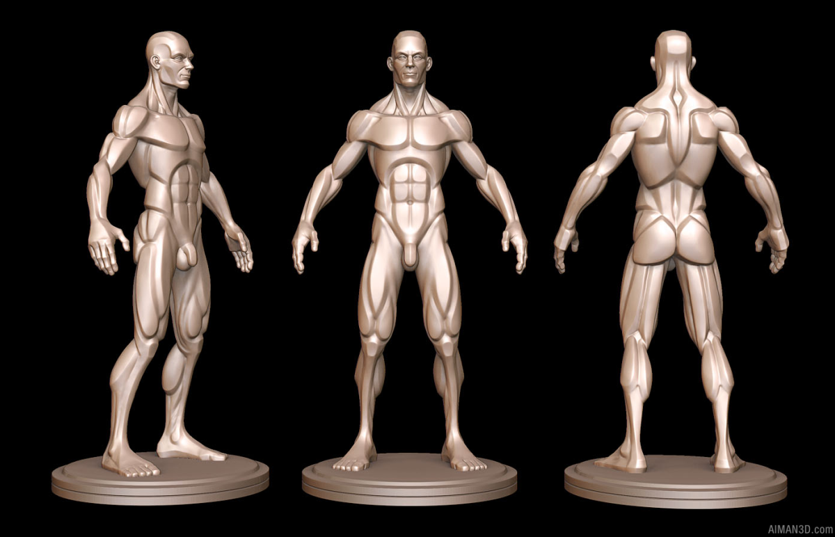 Zbrush анатомия человека