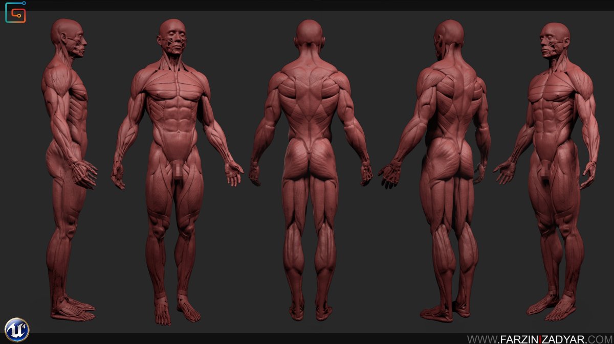 Zbrush анатомия человека мышцы