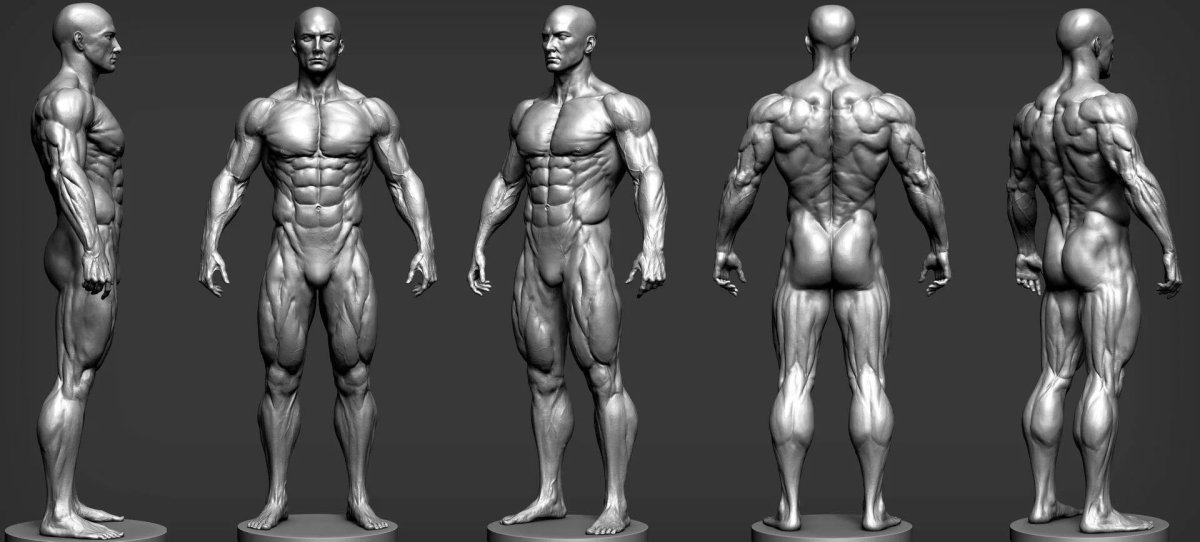 Референс для 3d моделирования анатомия