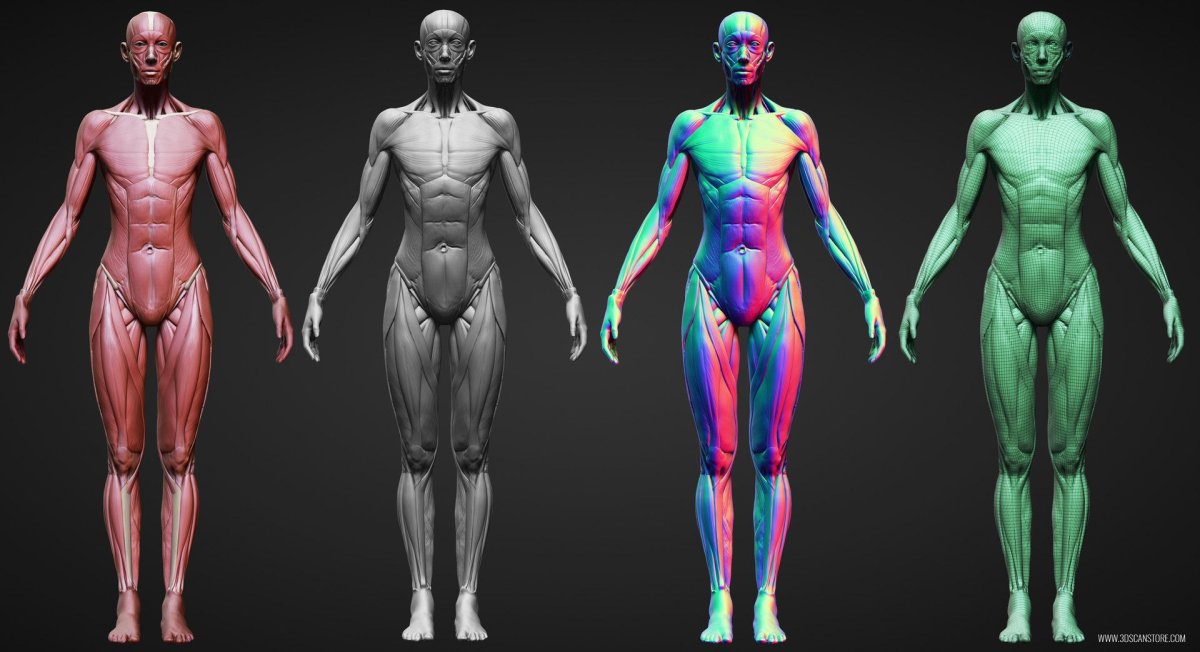 Zbrush female Ecorche