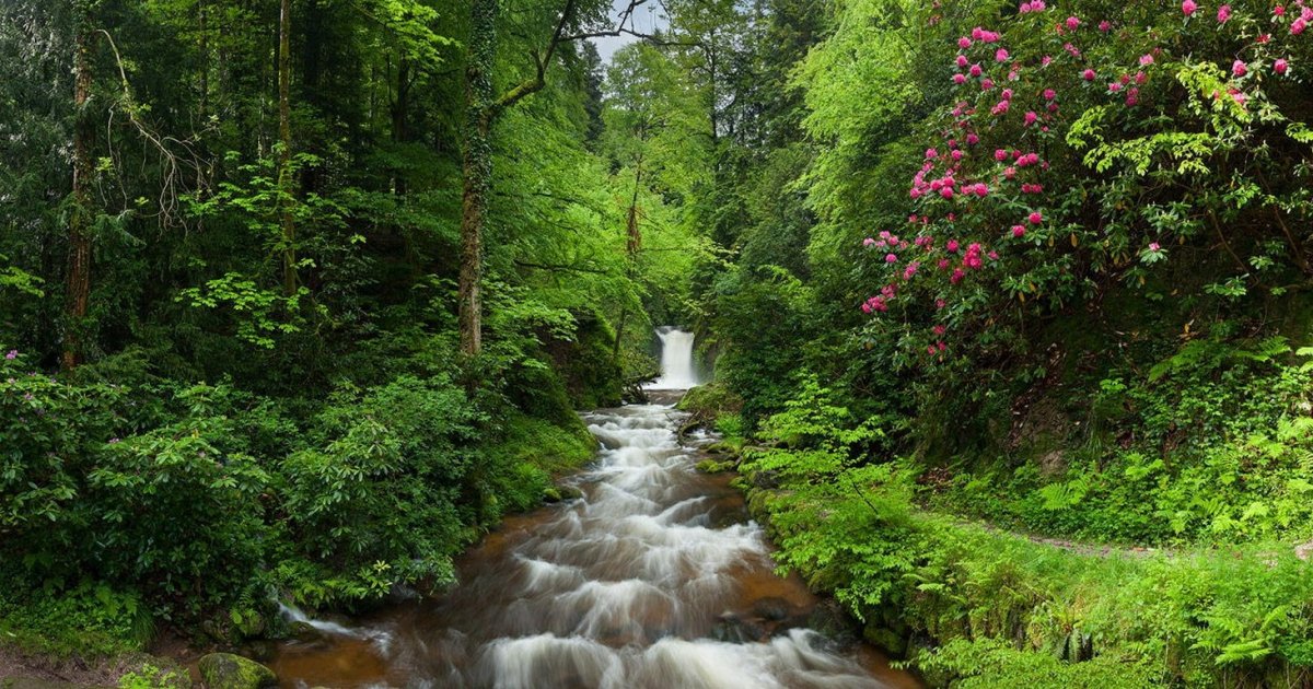 Лесной ручей с водопадом