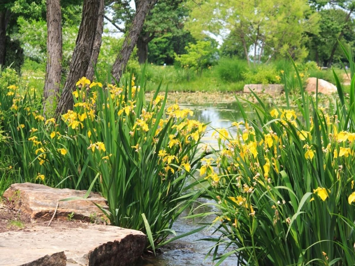 Ирис болотный (Iris pseudacorus)