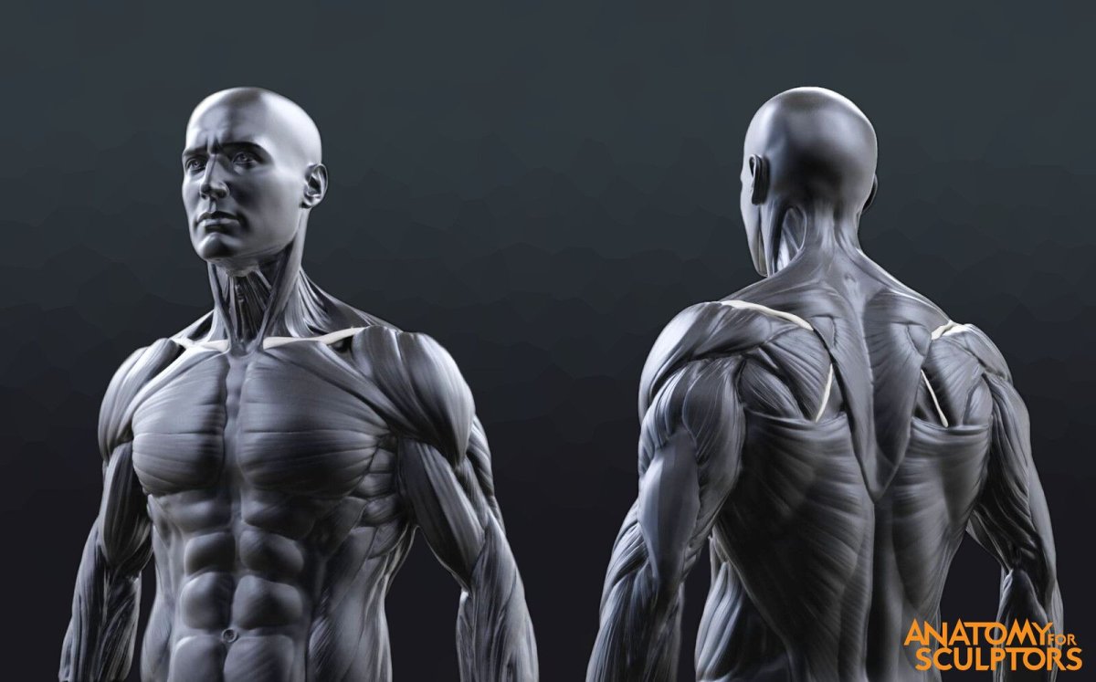 Анатомия for sculptors