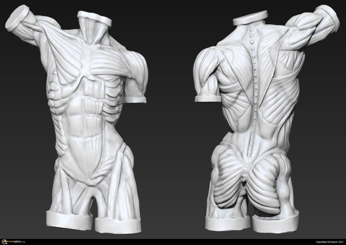 Sculpting Comp №35 "торс Экорше"